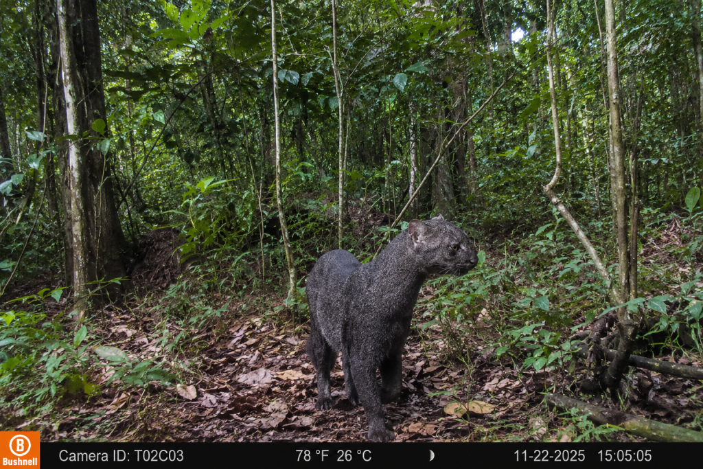 Flagrante inédito de jaguarundi no Pará reforça alerta sobre proteção de felinos silvestres