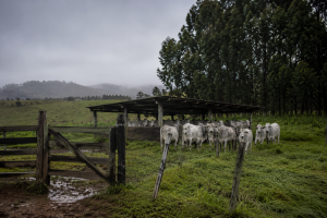 Frio extremo mata mais de 80 bovinos em Mato Grosso do Sul